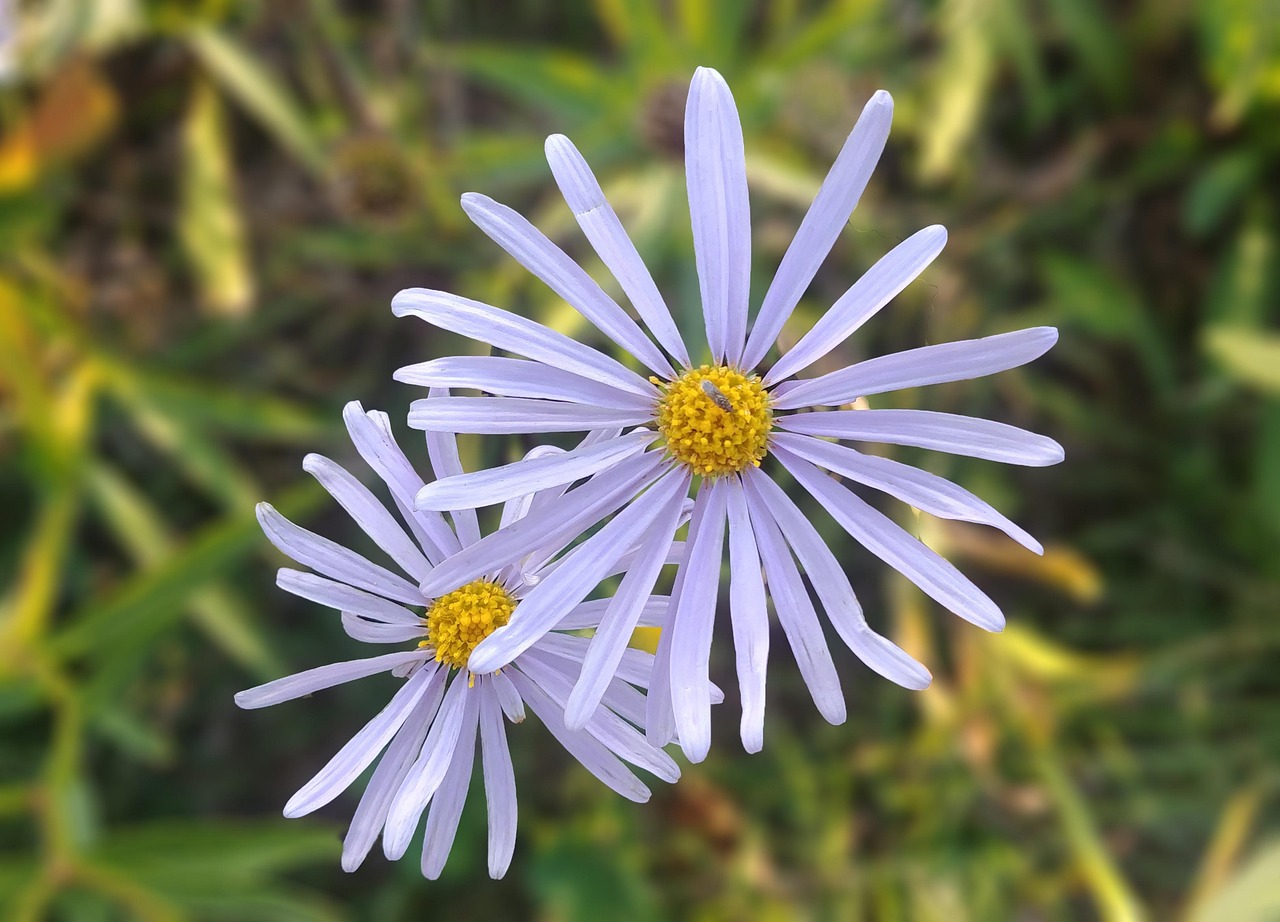 wormwood some competition, their mums, white flower, pure, korea