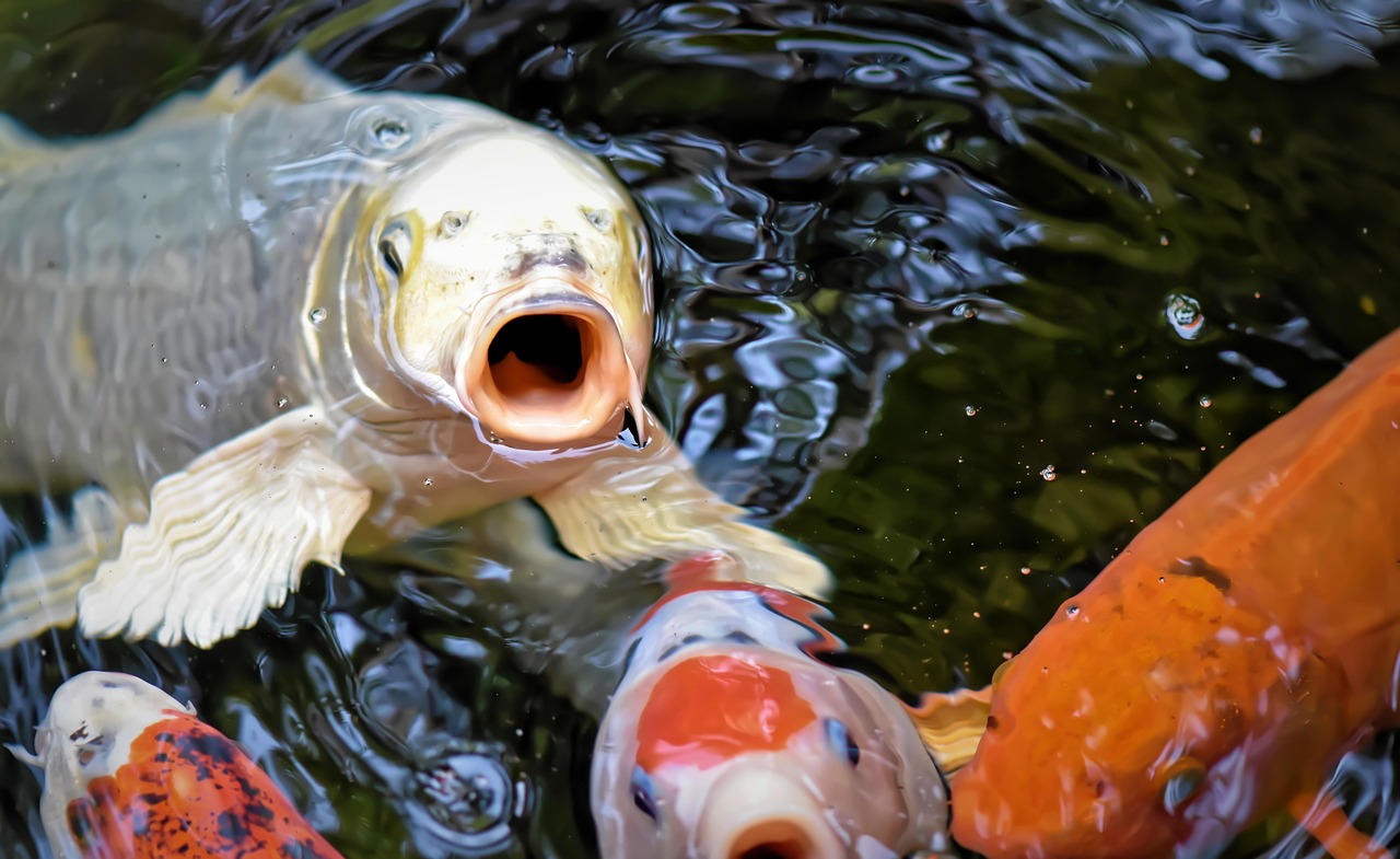 koi, pond, fish, japanese, nature, exotic, koi, koi, koi, koi, koi