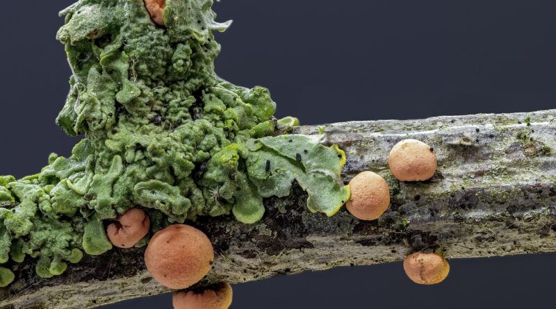 fungi, coral-spot, orange, micro, macro, tiny, alga, twig, nature, colour, growth, miniature, outdoor, forest, texture, woods, macro, alga, alga, alga, alga, alga