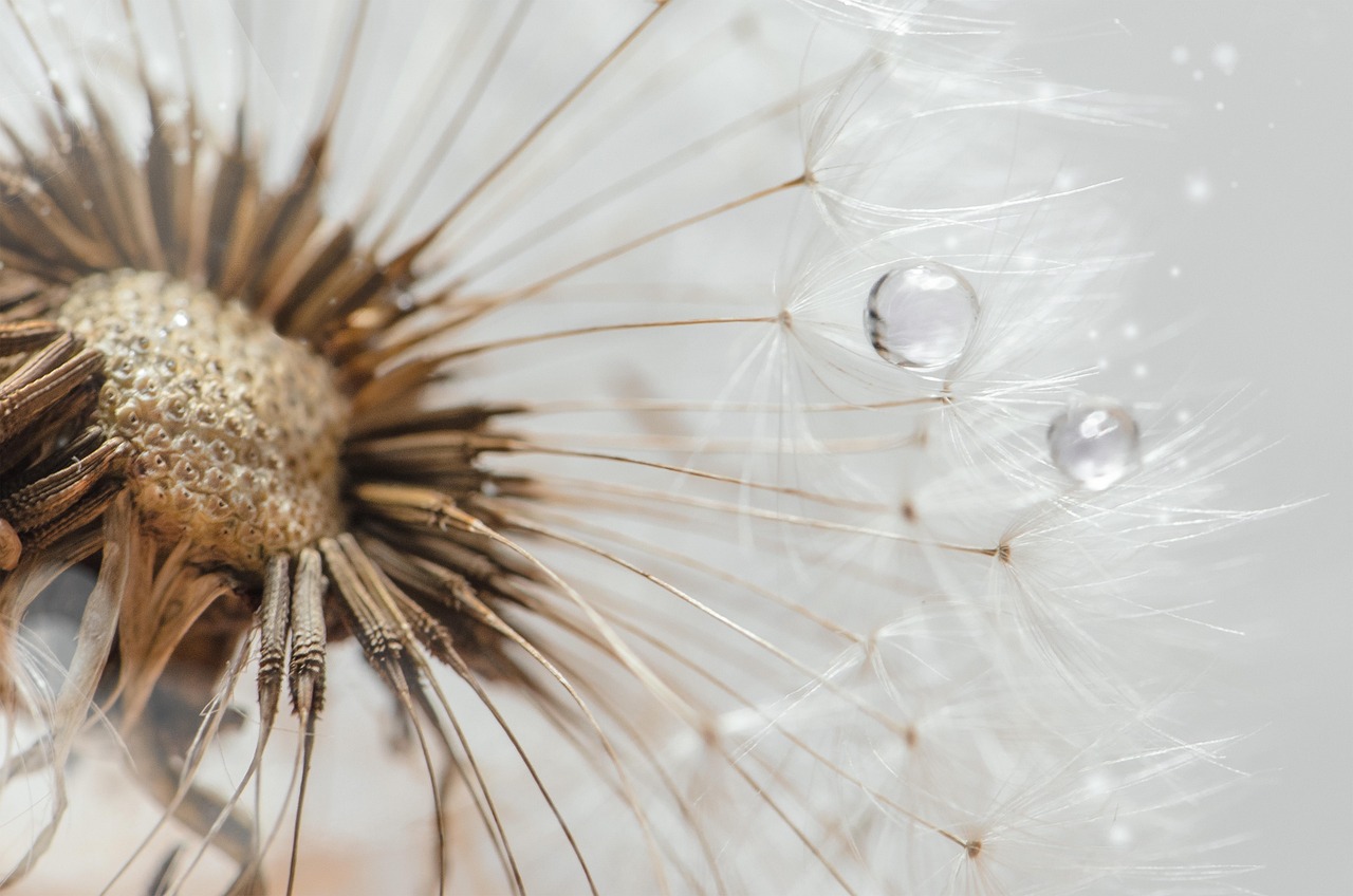 dandelion, seed, closeup, drop, dew, white, light, transparent, macro, dandelion, dandelion, dandelion, dandelion, dandelion