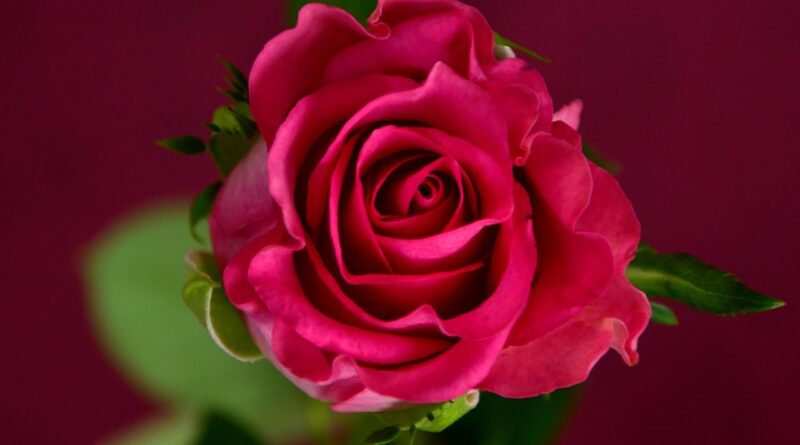 rose, flower background, flower wallpaper, nature, pink, blossom, bloom, flower, rose blossom, beautiful flowers, rose blooms, rose flower, colorful