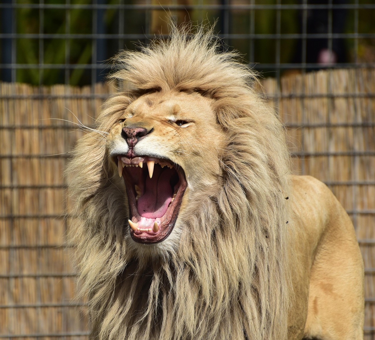 lion, panthera leo, nature, lioness, wildlife, africa, portrait, animal, predator, big cat