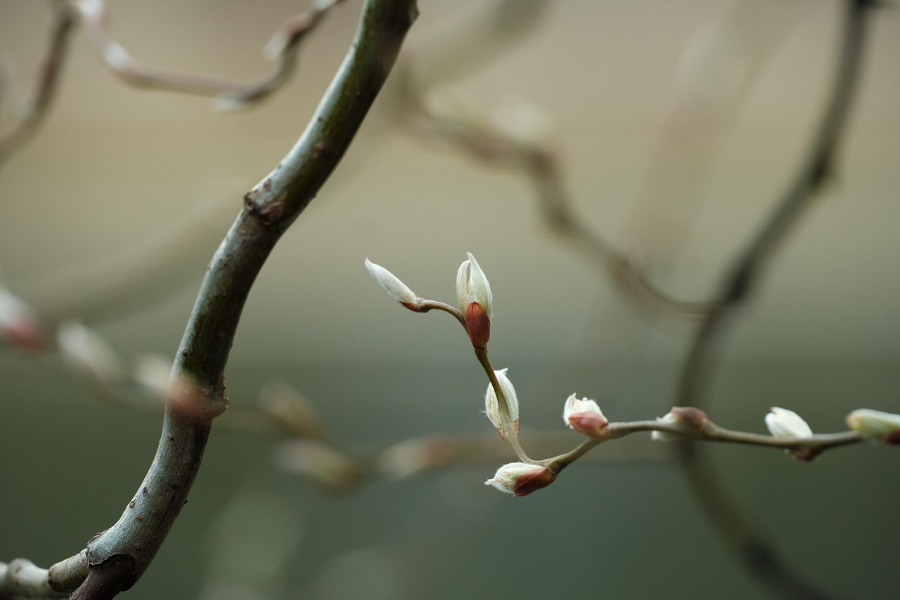 flora, flower wallpaper, nature, flower background, beautiful flowers, flowers, bloom, blossom, spring, branch, bud, tree, botany, seasonal