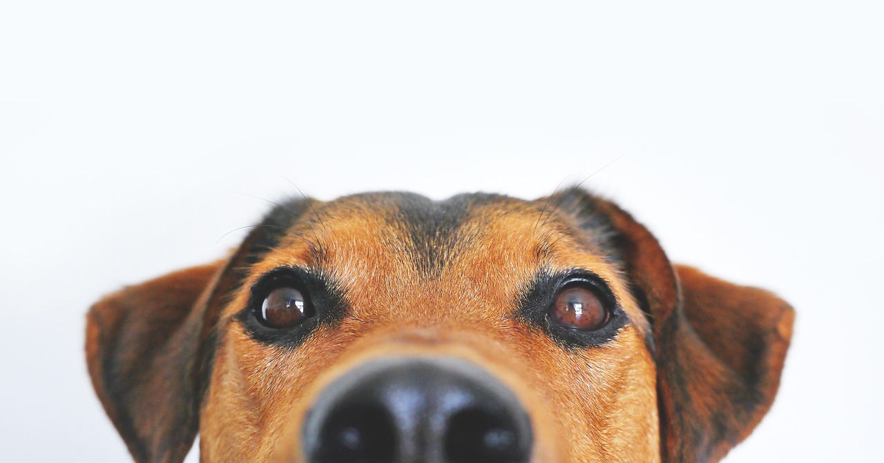 dog, pet, view, cute, animal portrait, eyes, snout, head, loyalty, shepherd dog, hybrid, mixed breed dog, animal, appenzell mountain dog, dog eyes, brown eyes, face, portrait, nose, brown, domestic animal