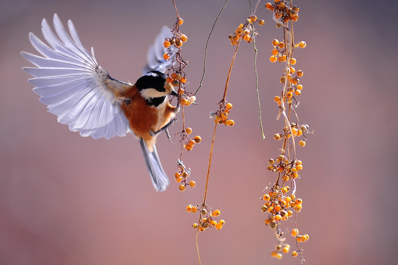 bird, fluttering, berries, wings, animal, feathers, plumage, nature, birdwatching, nature wallpaper