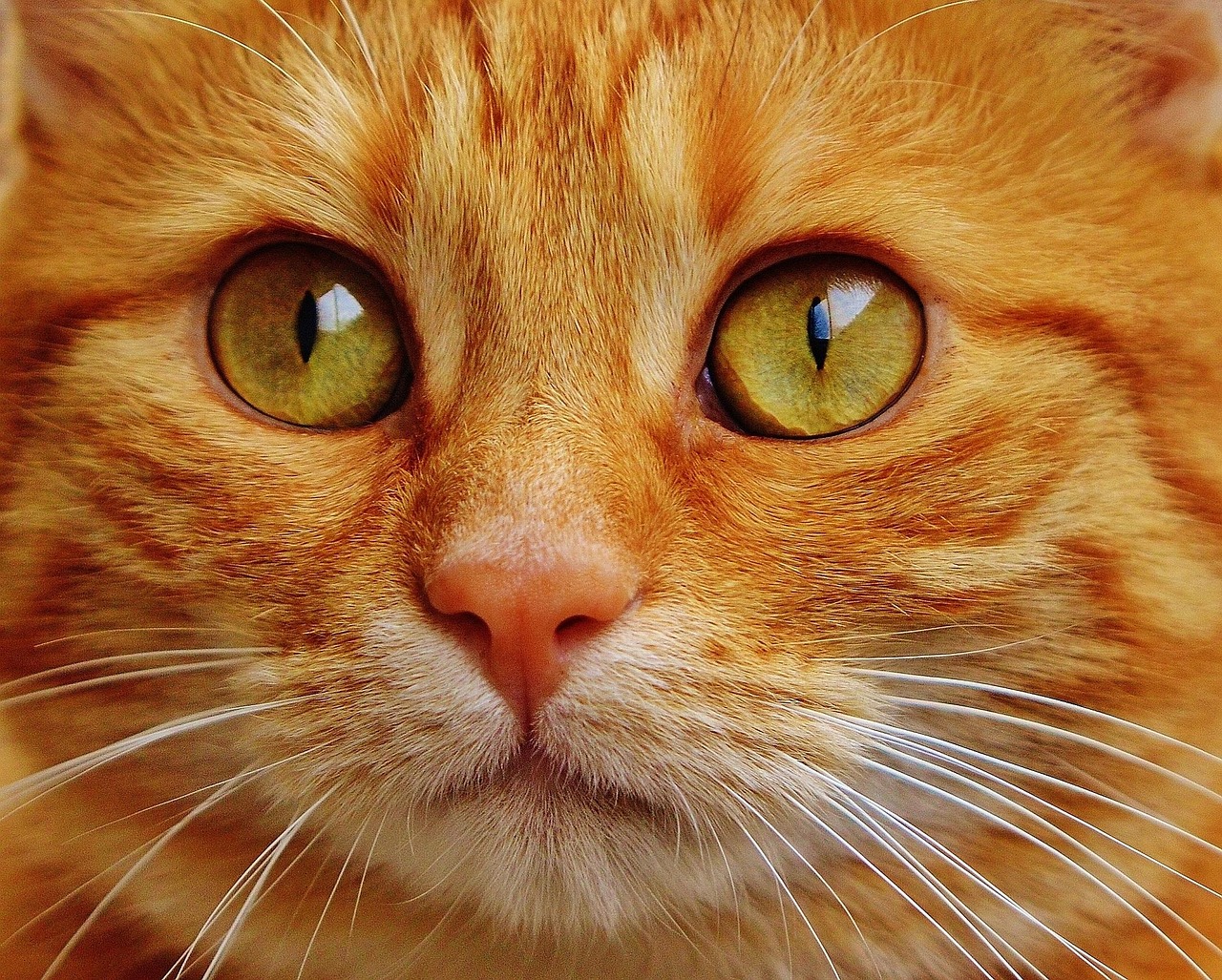 cat, red, cute, mackerel, nature, tiger, cozy, animal, domestic cat, fur, wildlife, domestic animal, cat face, young cat, playful, red mackerel tabby, kitten, pet, red cat, cat eyes