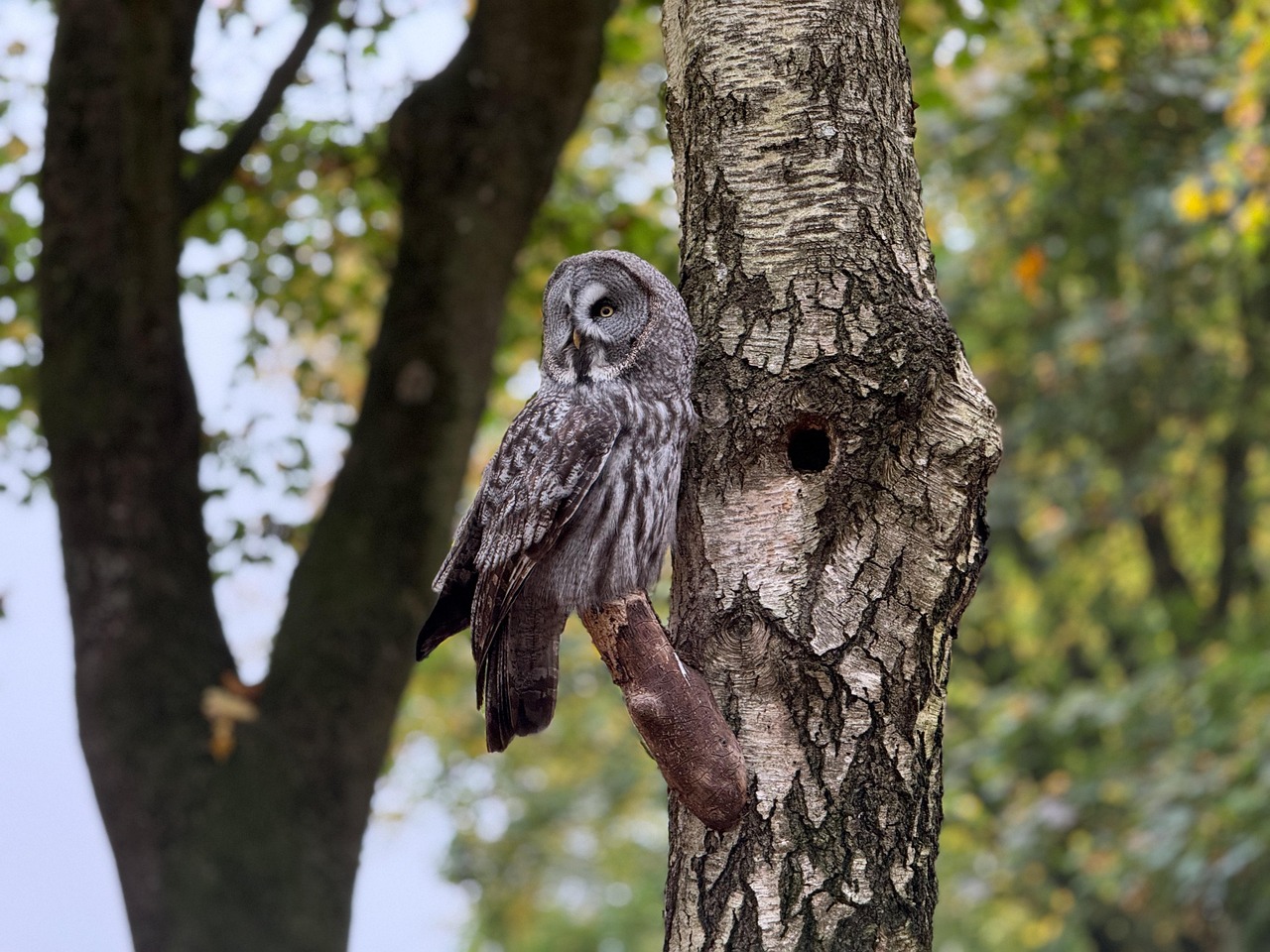 owl, great grey owl, bird, forest, trees, bird of prey, wildlife, animal, ornithology, nature