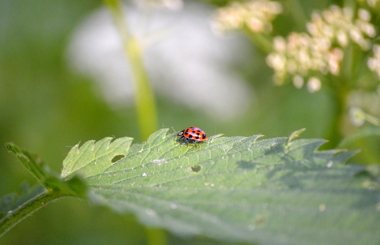 ladybug, fana, hd wallpaper, the wayside, flying beetle, lucky charm, beetle, aphid hunter, nature, coccinellidae, insect, floral background, flower wallpaper, flower background, nature wallpaper, summer, leaf