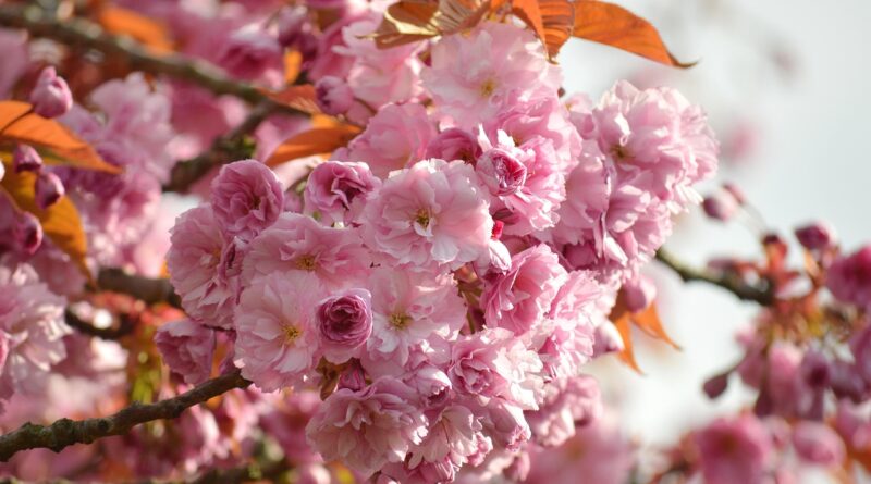 flower, cherry blossoms, oriental cherry, east asian cherry, spring, spring awakening, prunus serrulata, japanese cherry, flora, nature, blooming branches, bloom, flower background, japanese cherry blossom, flower magic, blossoms, flowers, cherry blossom, beautiful flowers, flower wallpaper, flowering branches, blooming, japanese cherry blossoms, blooms