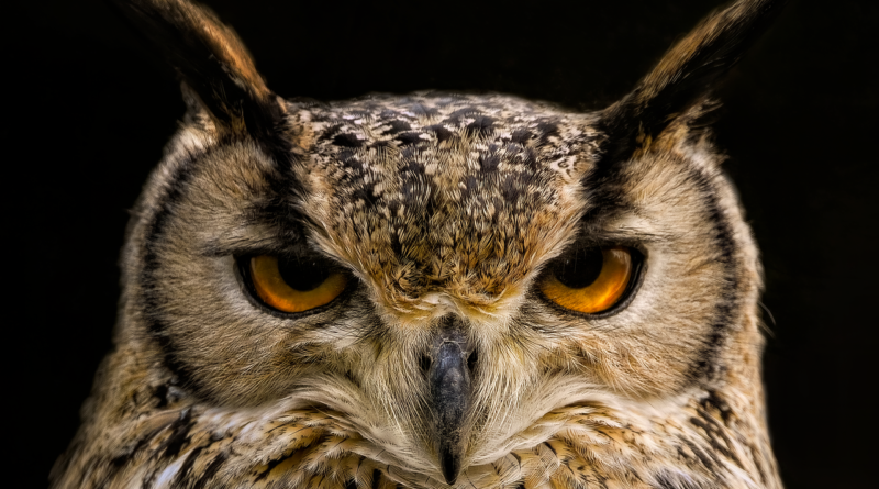 owl, eagle owl, eurasian eagle owl, owl owl, bird, animal, bird of prey, raptor, predator, feathers, plumage, avian, hunter, beak, nature, wildlife, ornithology, owl, owl, owl, owl, owl