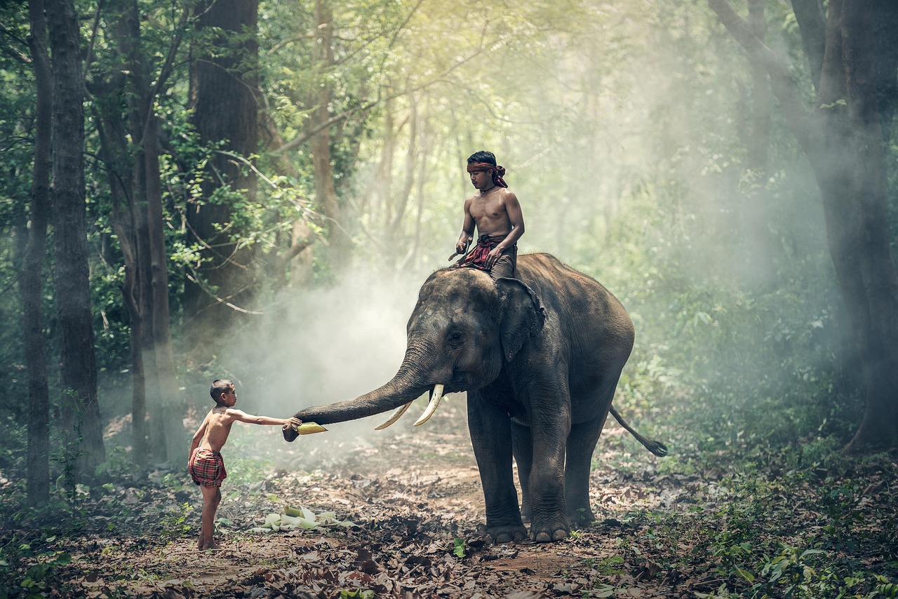 elephant, riding, children, asia, cambodia, cultural, india, indonesian, elephant keeper, myanmar, burma, people, countryside, thailand, vietnamese, tusks, trunk, child, kids, boys, man, adult, elephant, elephant, india, india, india, india, india