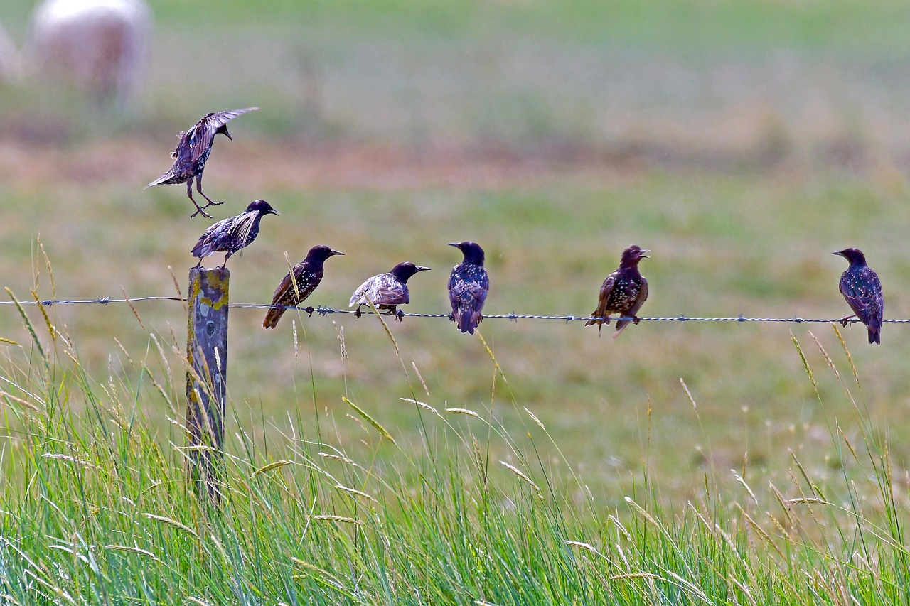 stare, sturnus vulgaris, fight for the best place, sturnus vulgaris, sturnus vulgaris, sturnus vulgaris, sturnus vulgaris, sturnus vulgaris