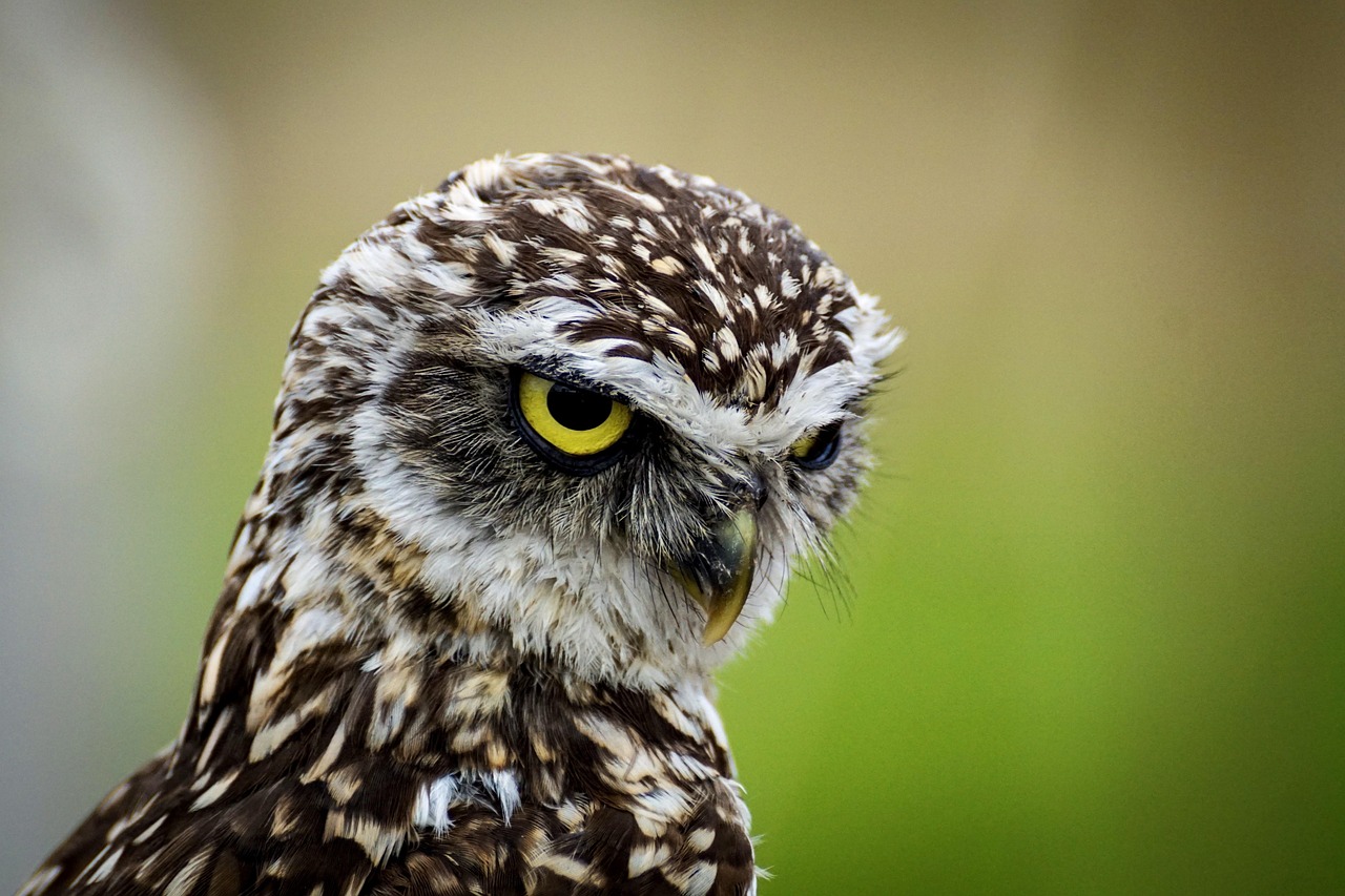 owl, burrowing owl, bird, animal, nature, wildlife, avian