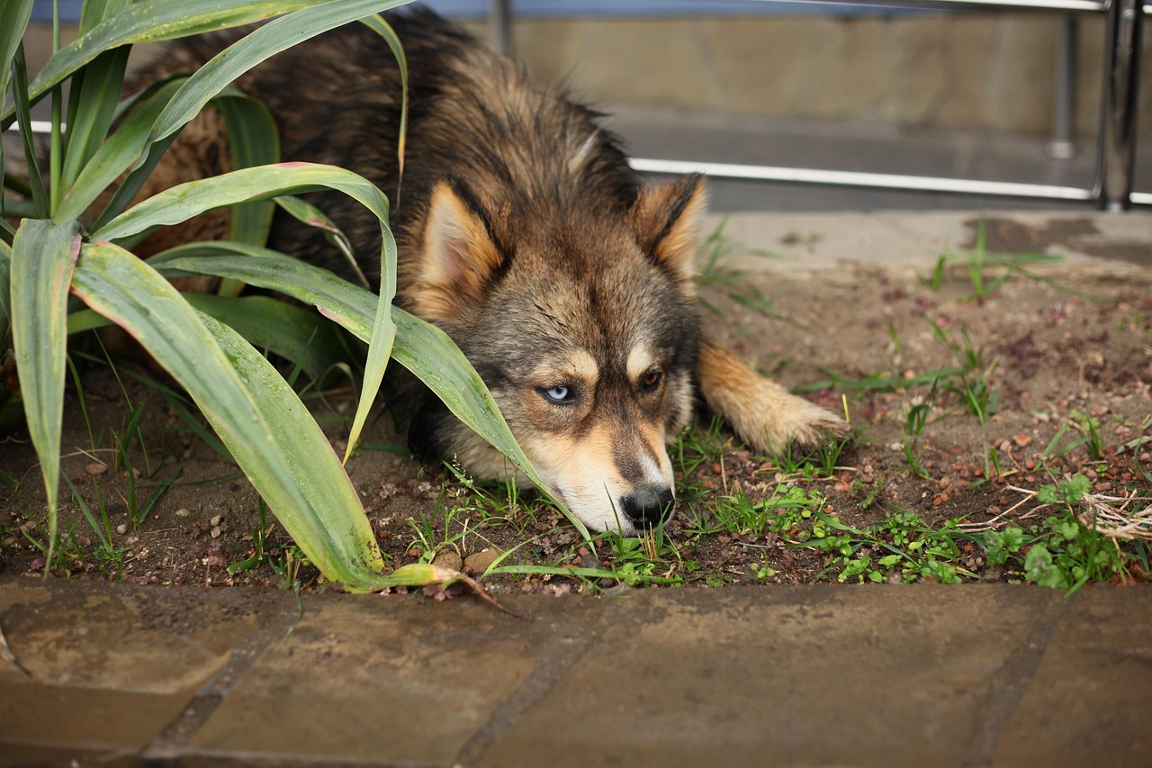 dog, different eyes, animal, nature, blue, brown, animals, different colored eyes, pet, eyes of different colors