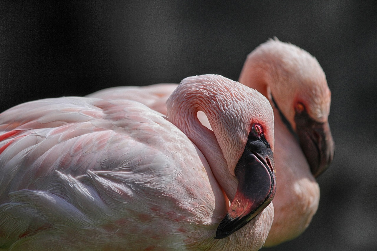 flamingo, flamingos, pink, birds, bird, tropical, beak, exotic, feathers, animal, nature, neck, plumage, rest, flamingo, flamingo, flamingo, flamingo, flamingo, tropical