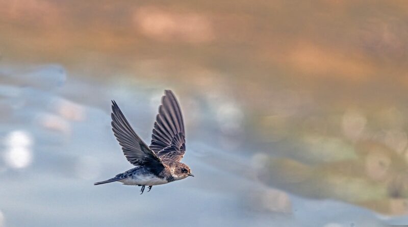swallow, 4k wallpaper 1920x1080, wallpaper hd, windows wallpaper, bird, beautiful wallpaper, flying, wildlife, nature, 4k wallpaper, hd wallpaper, lake, wings, cool backgrounds, free background, blue, wallpaper 4k, brown, desktop backgrounds, background, european, soaring, free wallpaper, laptop wallpaper, mac wallpaper, wild, sunlight, ecology, natural environment, full hd wallpaper, morning