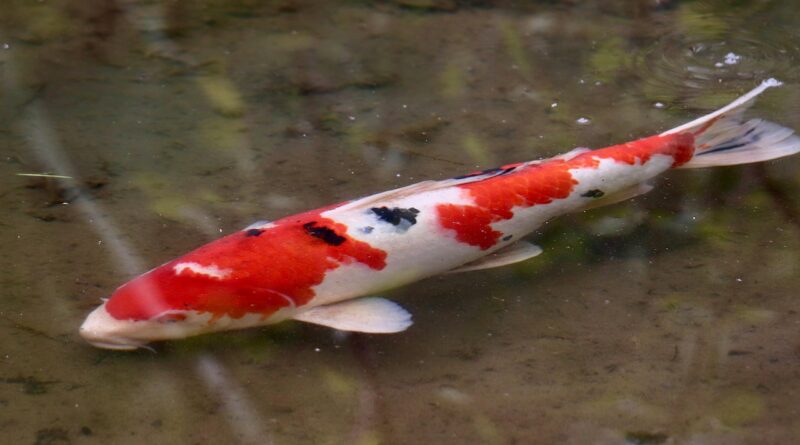 carp, koi, fish, animal, pond, floating, rivers, underwater, nature