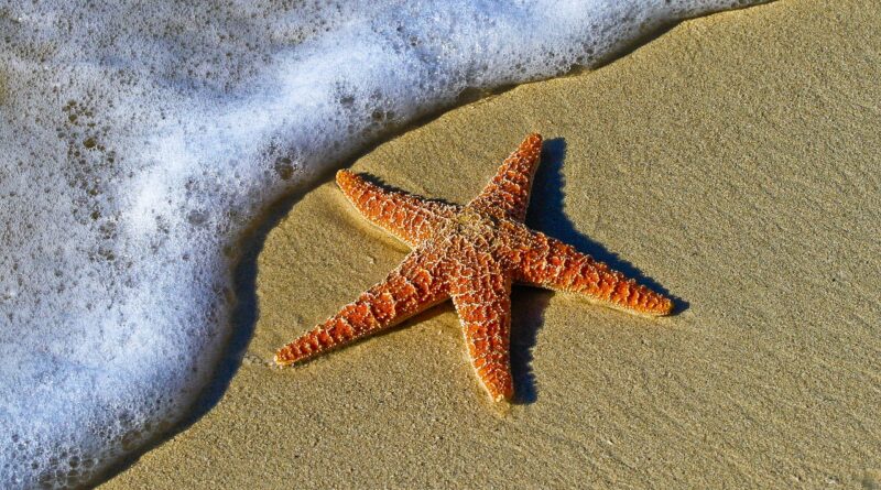 starfish, sand, sea star, sea creature, asteroidea, echinoderm, animal, beach, star, nature, sea animal, shore, seashore, coast, invertebrate, seaside, water, starfish, starfish, starfish, starfish, starfish