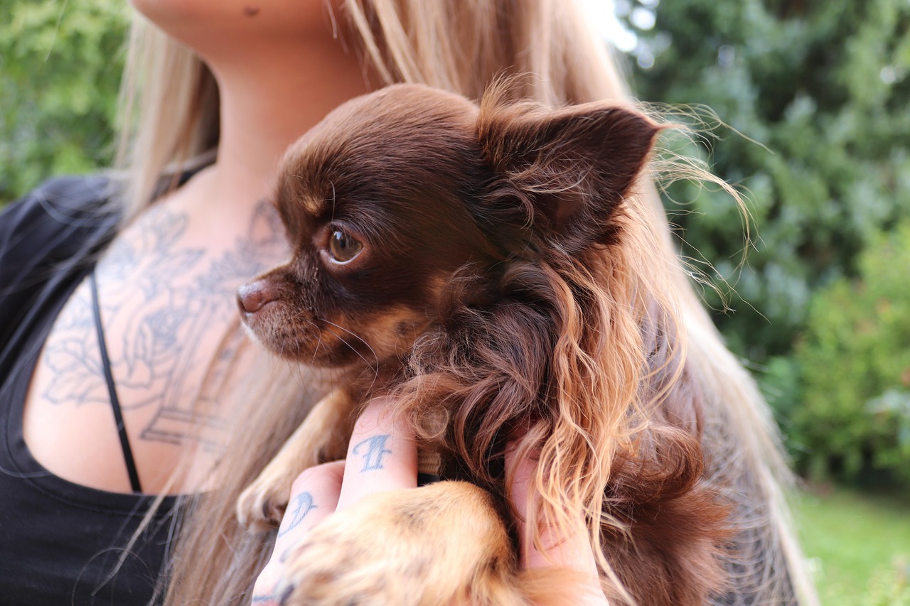 animal, dog, girl, chihuahua, small, small dog, cute, domestic animal, pet, haired, long hair, dog photography, nature, portrait, brown, dog portrait, animal portrait, dear, on arm, hair, view, friend, dog look, dog head, blond