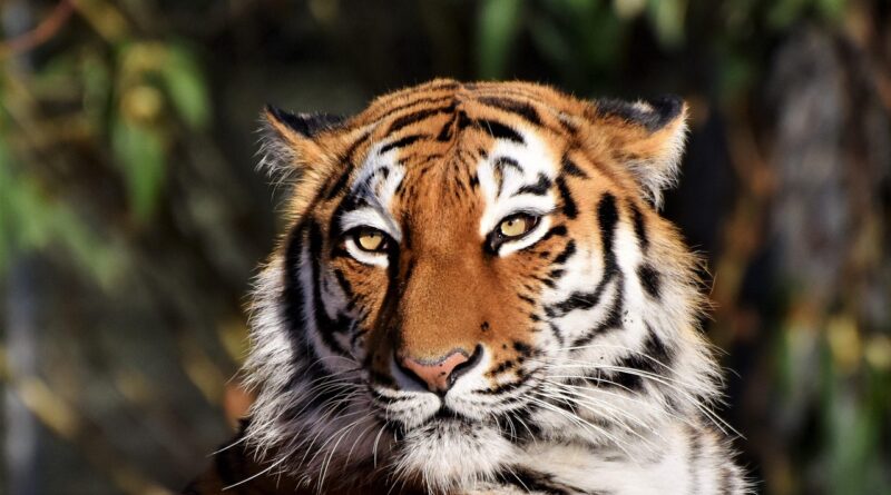 tiger, animal, siberian tiger, zoo, big cat, large cat, tiger head, stripes, feline, mammal, nature, wildlife, wildlife photography, predator, carnivore, dangerous, tiger, tiger, tiger, tiger, tiger