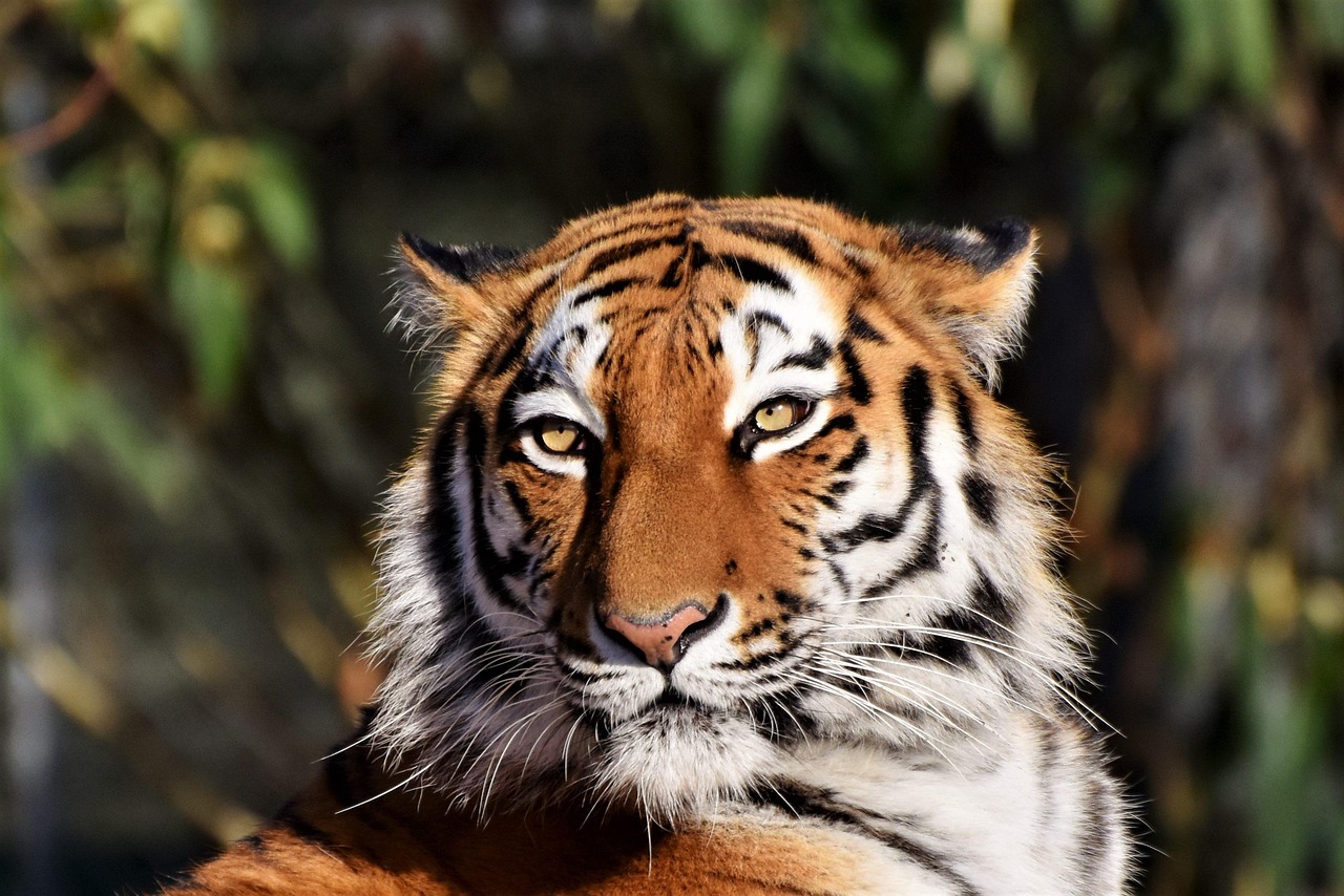 Traditional American tiger tattoo meaning, design choices, and placement guide