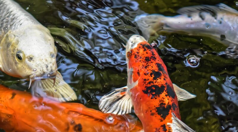 koi, pond, fish, japanese, nature, exotic, koi, koi, koi, koi, koi