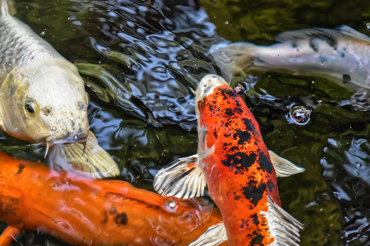 Two koi fish tattoo meaning in balance, love, and transformation