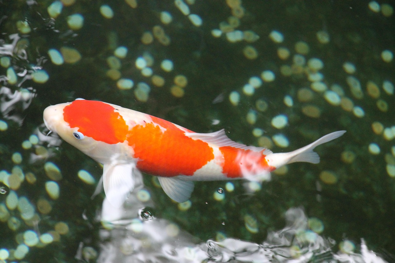 koi fish, tokyo, pond, japan, reflection, koi fish, koi fish, koi fish, koi fish, koi fish