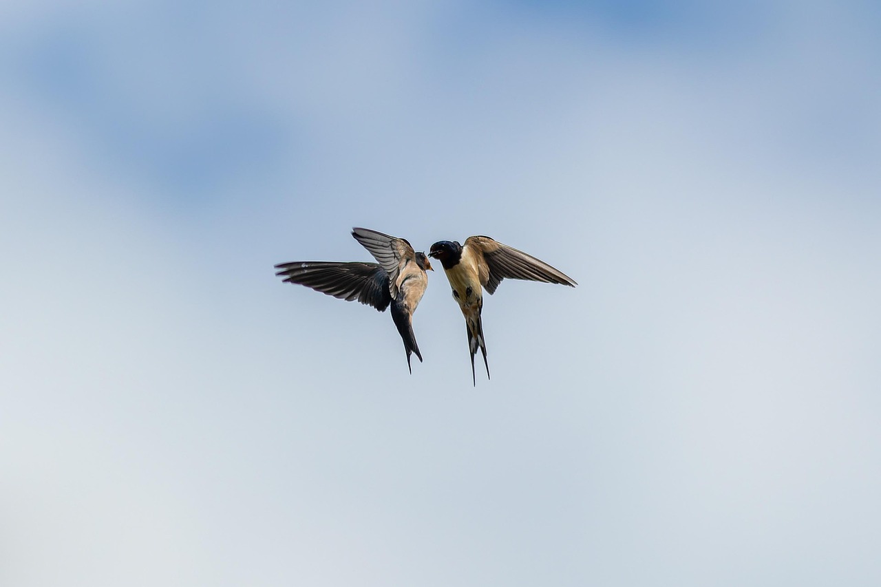 birds, sky, nature, animals, feed, flying, swallow, wings, wildlife, couple, dance, birds, swallow, swallow, swallow, swallow, swallow, dance, dance, dance