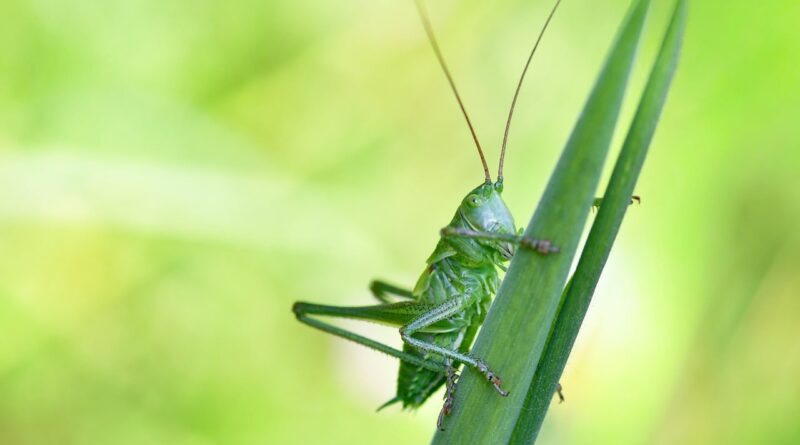 grasshopper, macro photography, green, insect, nature, wings, herbs, outdoors, garden, ecology, camouflage, summer, biology, orange, details, farming, context, fauna, analysis, economy