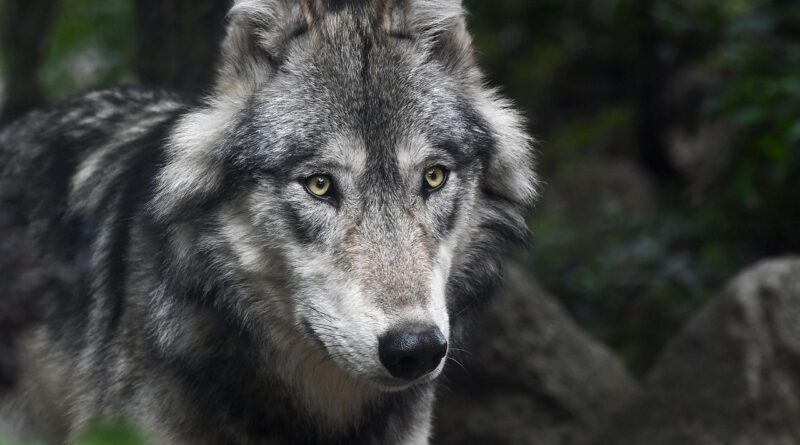 wolf, predator, grey, animal, mammal, nature, portrait, savage