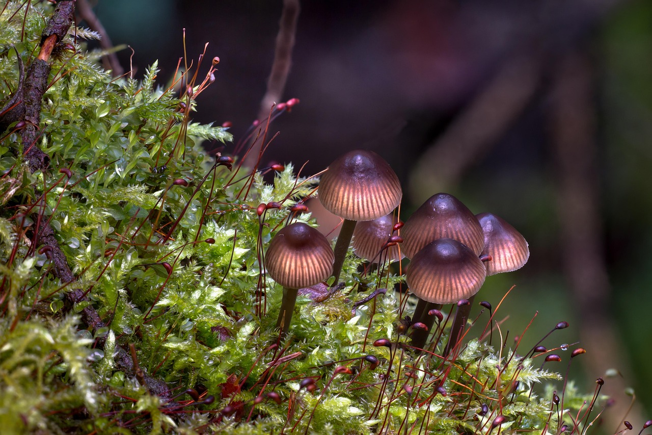 mushroom, moss, forest, sponge, nature, mini mushroom