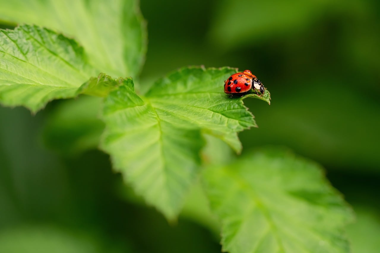 nature, ladybug, leaf, macro, close-up, red, spotted, green, summer, outdoor, insect, vivid, natural light, clarity, ecology, biology, protection, ecosystem, peace