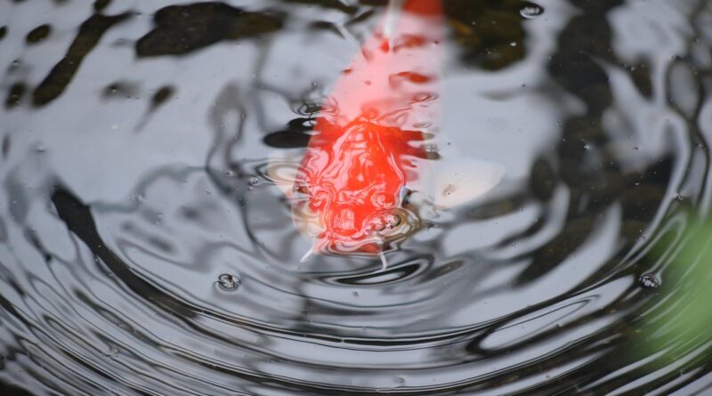 koi, fish, carp, nature, amur carp, nishikigoi, cyprinus, koi pond