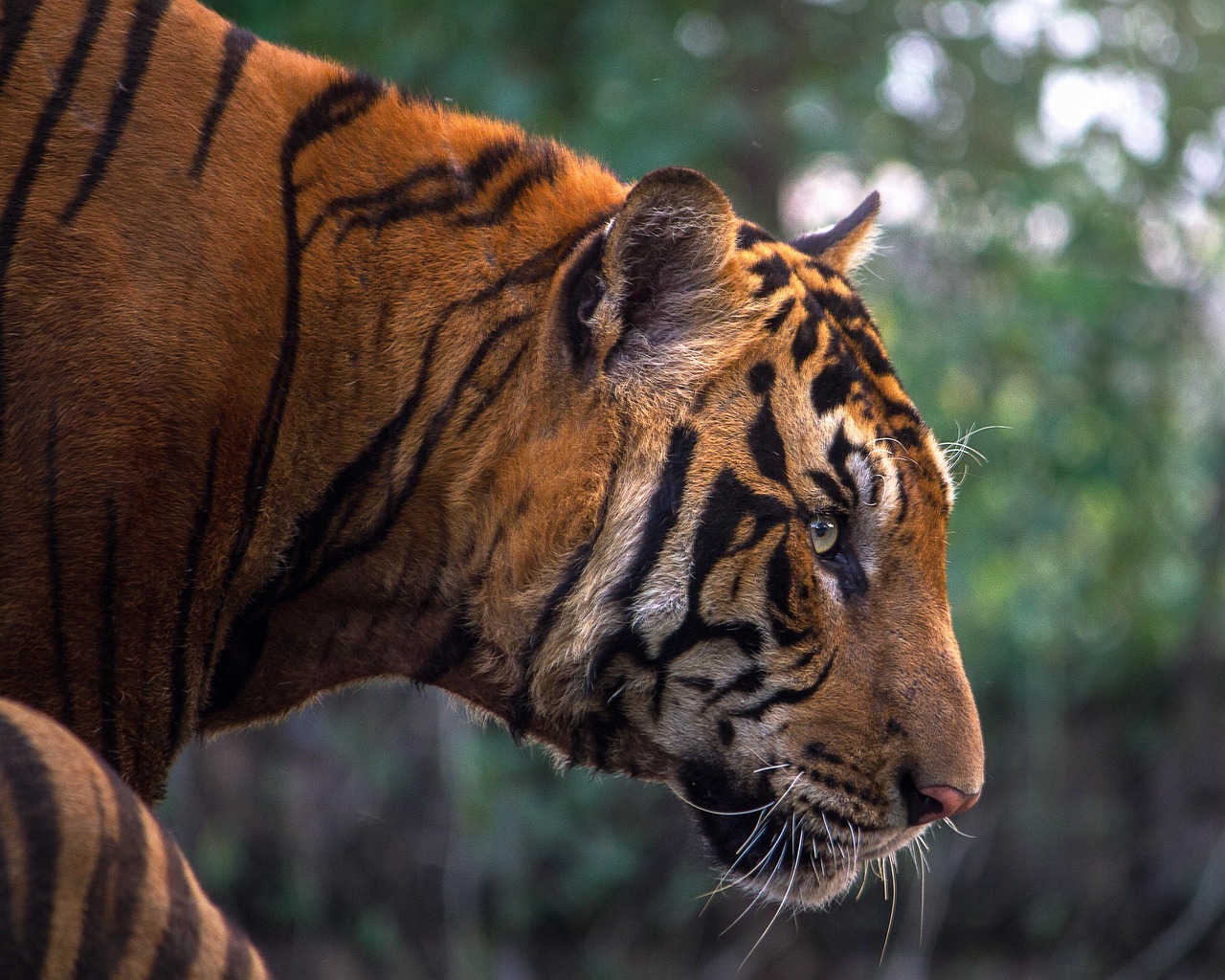 tiger, cat, feline, wild cat, pet, wild animal, wilderness, wildlife, animal world, wildlife photography, bengal, animal, head, nature, stripes
