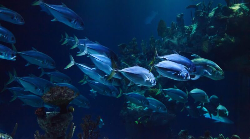 animal, aquarium, aquatic, coral, deep, fish, nature, marine, ocean, reef, scuba, sea, under, underwater, water