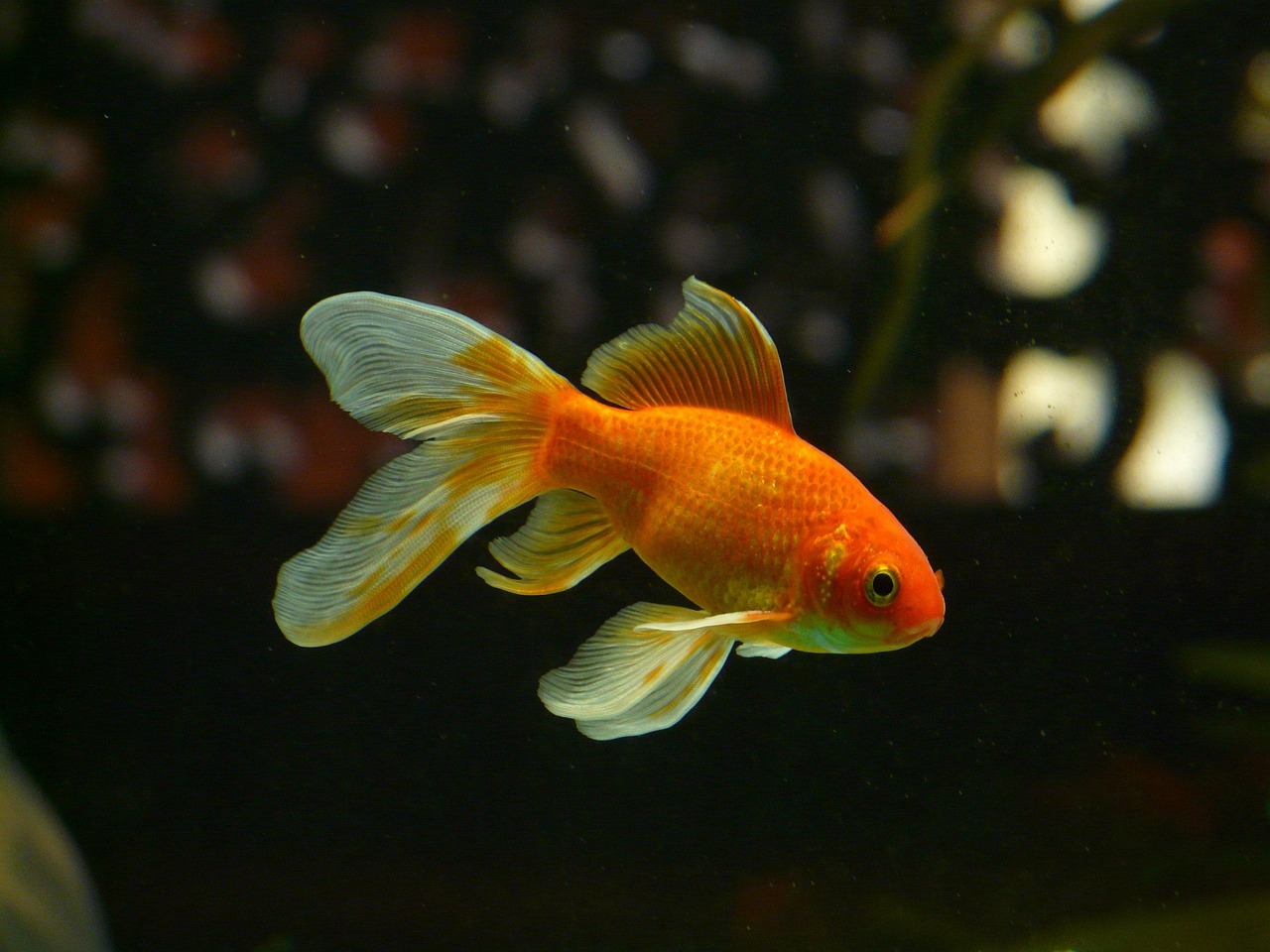 veil tail, fish, goldfish, swim, aquarium, freshwater fish, carp fish, cyprinidae, yellow, nature, red, fin, ornamental fish