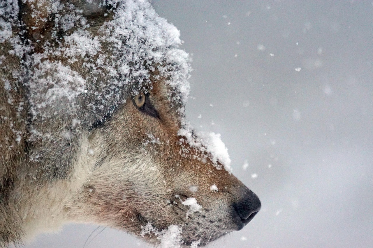 wolf, nature, predator, eurasian wolf, pack animal, wolf head, snow, winter, cold