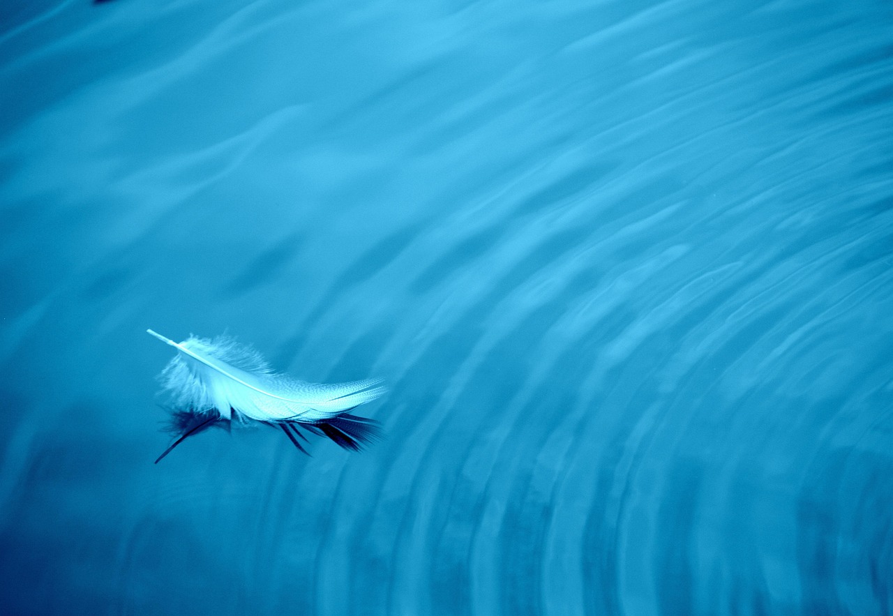 feather, water, nature, easy, waves, swim
