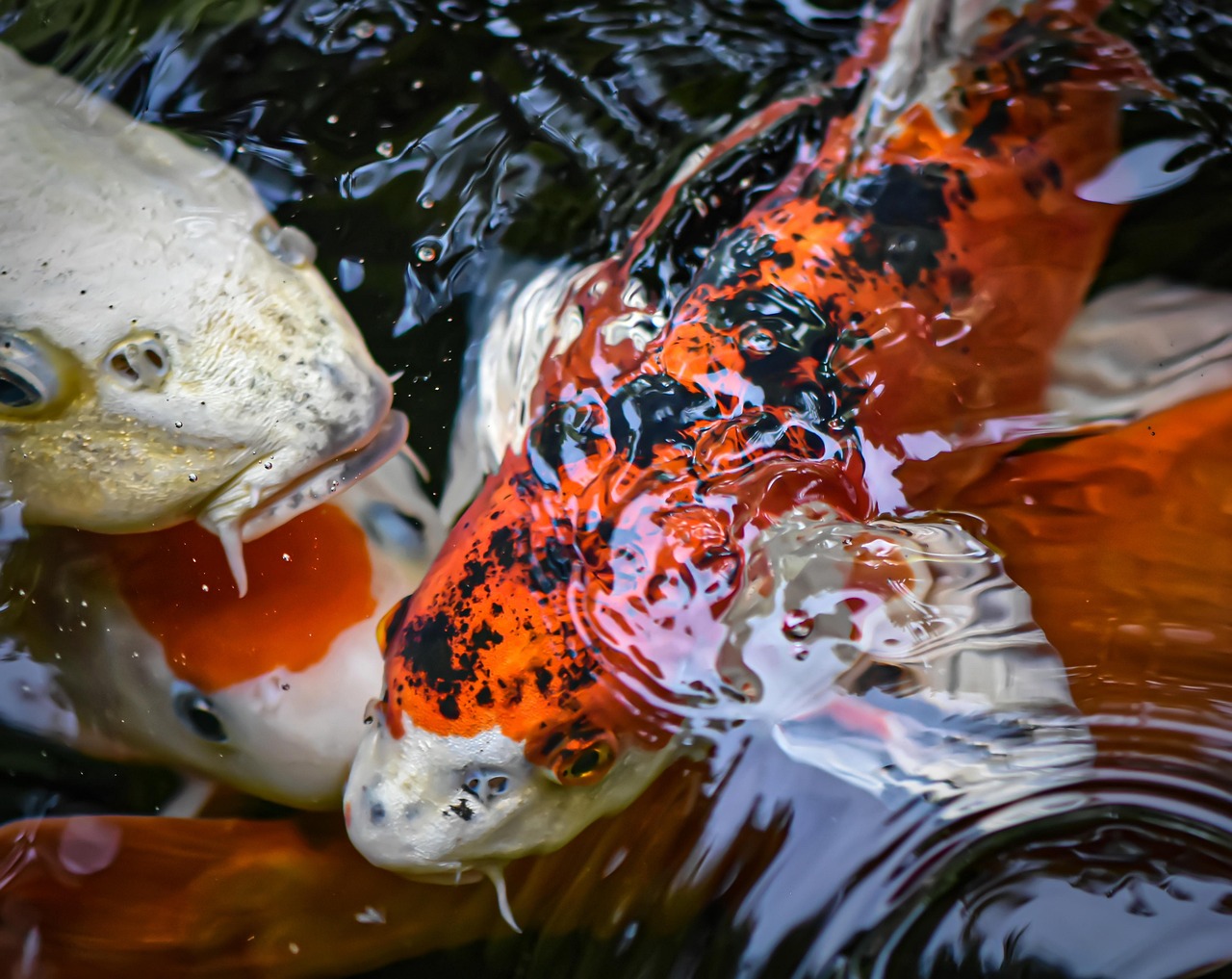 koi, pond, fish, japanese, nature, exotic, koi, koi, koi, koi, koi