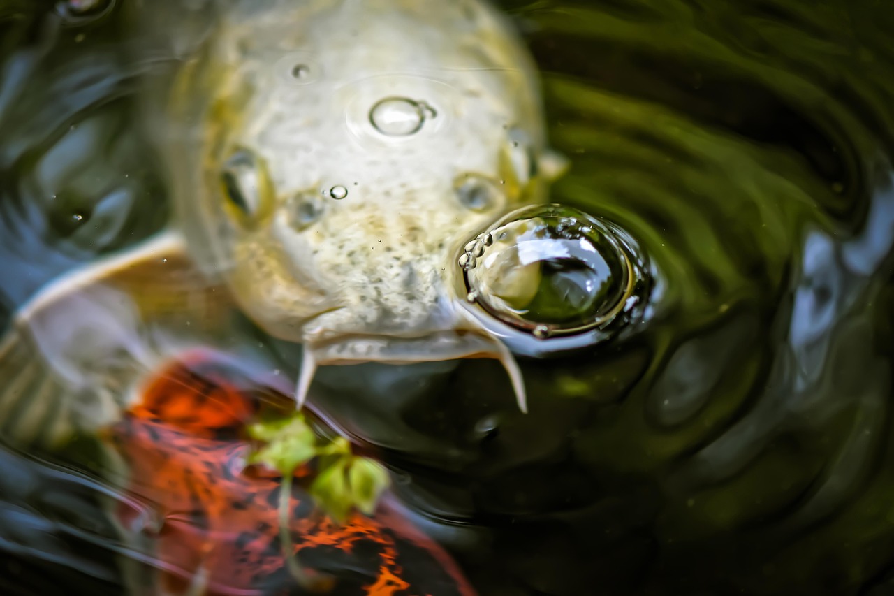koi, pond, fish, japanese, nature, exotic, koi, koi, koi, koi, koi