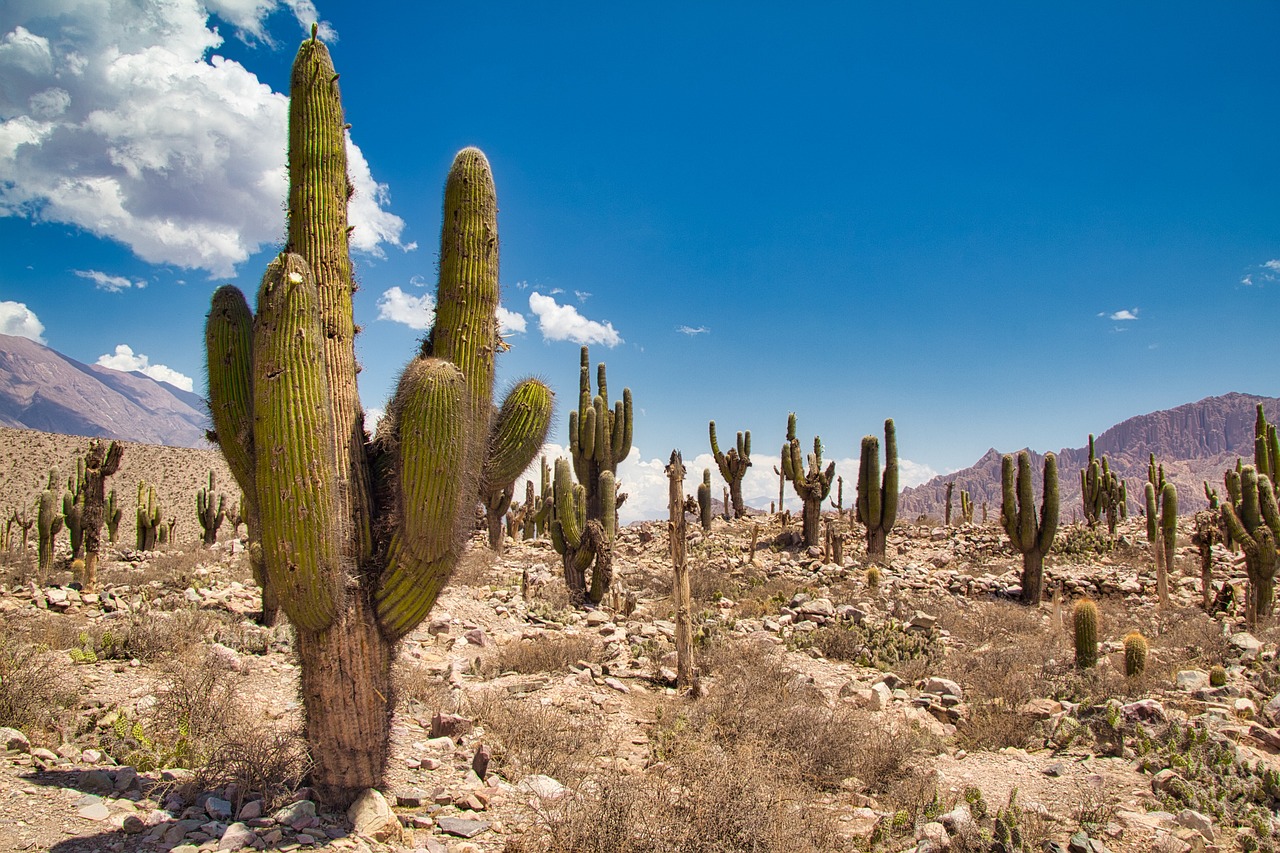 argentina, humahuaca, jujuy, mountain, purmamarca, landscape, nature, heaven, canyon, to dye, panorama, scenic, cactus, mountains, native american, hut, house, stones, rock, valley, clouds, argentina, argentina, argentina, argentina, jujuy, jujuy, native american, native american, native american, native american, native american